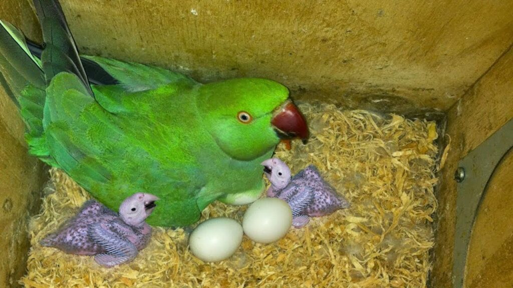 Parrots Fertile Eggs