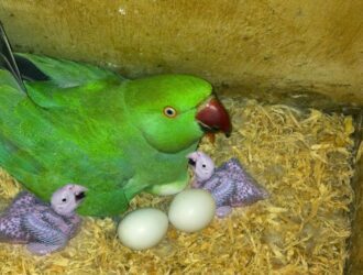 Parrots Fertile Eggs