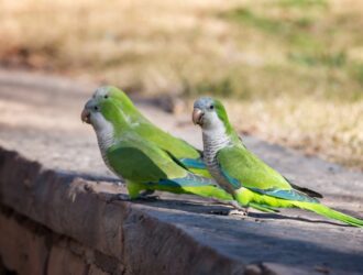 Quaker Parrots Green