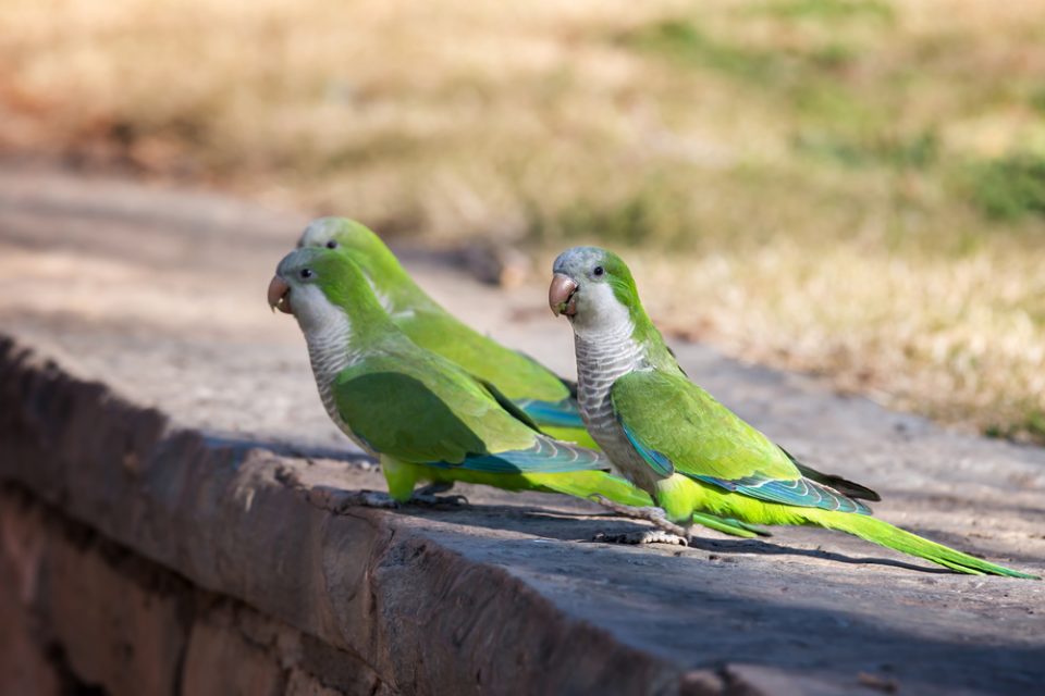 Quaker Parrots Green