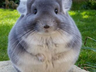 How To Care For Chinchilla