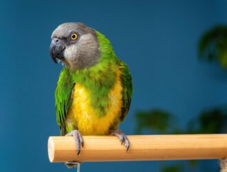 Senegal Parrots Price