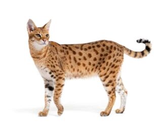 Savannah Cats In Texas