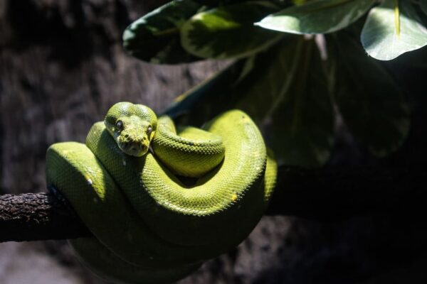 Eyelash Viper Snake: Facts, Habitat, And Stunning Photos