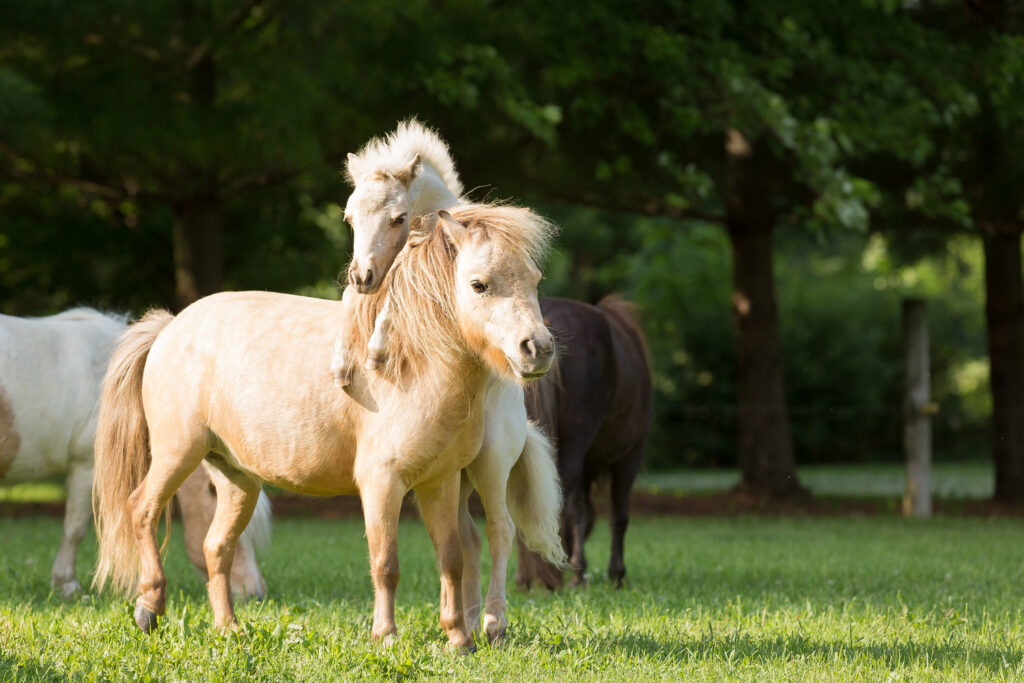 Carts For Miniature Horses