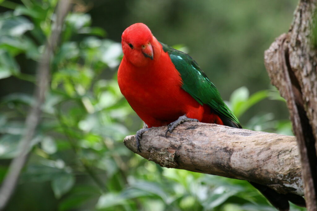 Names For Parrots Male