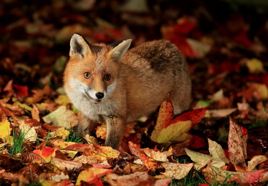 Foxes In Delaware