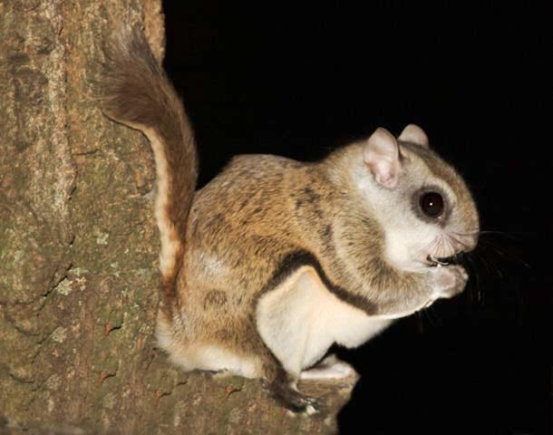 Flying Squirrels In Georgia