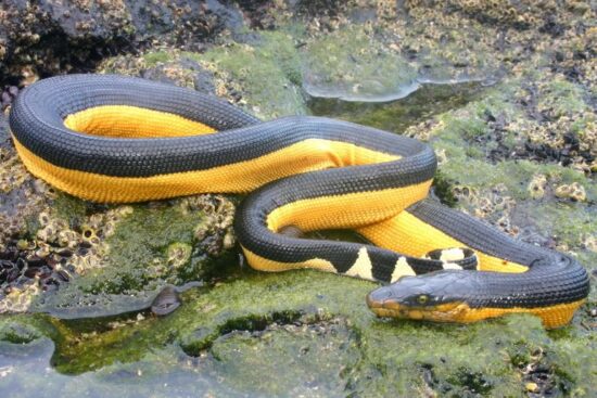 Black Snakes With Yellow Belly