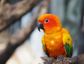 Rescue Parrots For Adoption