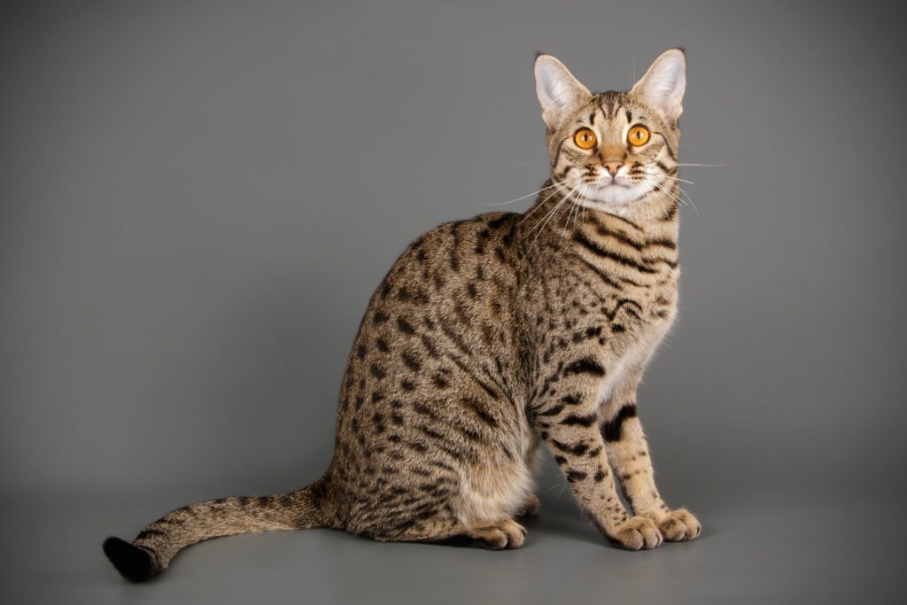 Savannah Cats Texas