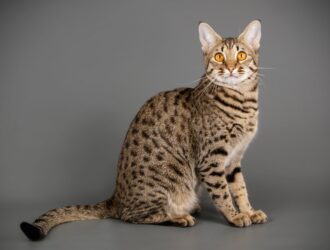 Savannah Cats Texas