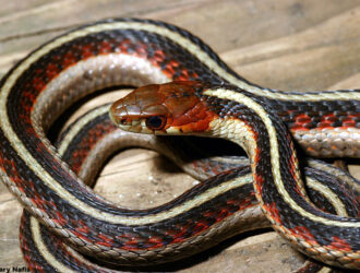 California Red Sided Garter Snakes For Sale