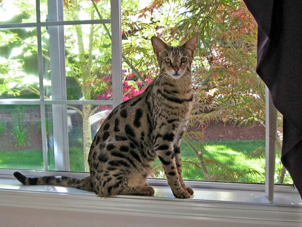 Savannah Cats Breeder