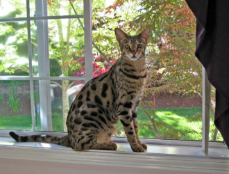 Savannah Cats Breeder