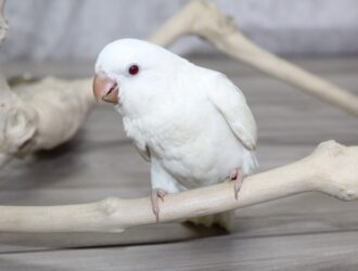 White Quaker Parrots