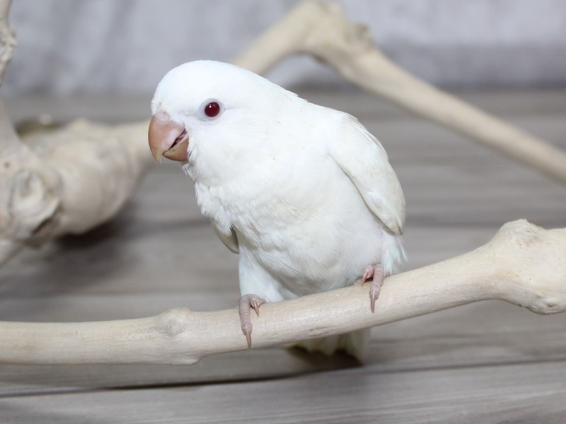 White Quaker Parrots