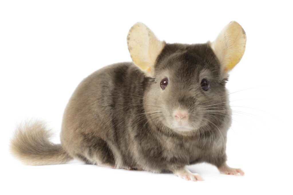 Brown Chinchilla