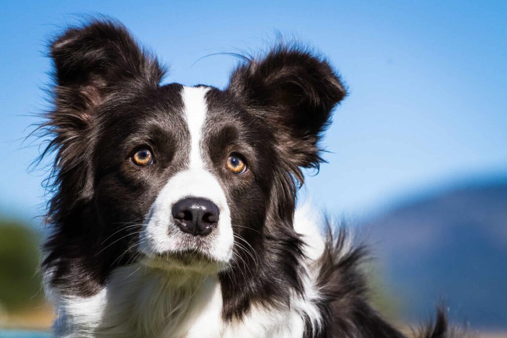 Border Collies In Texas