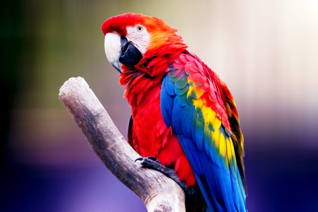 Famous Parrots Names