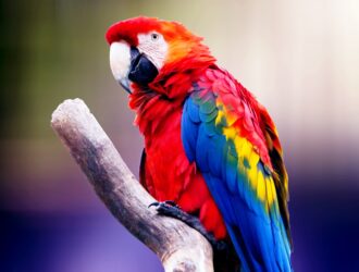 Famous Parrots Names