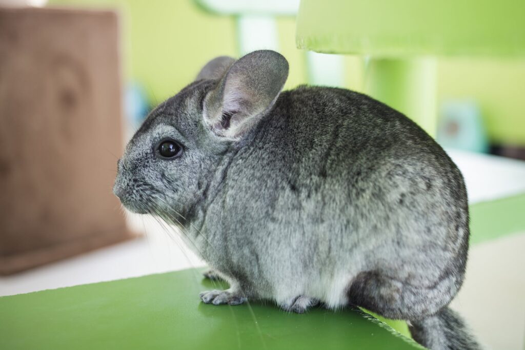 Locken Chinchilla