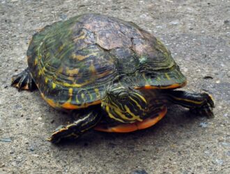 Turtles Shedding