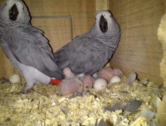 African Grey Parrots Eggs