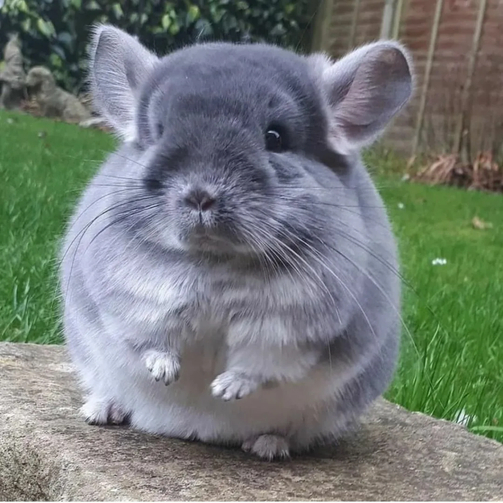 Chinchilla Adopt