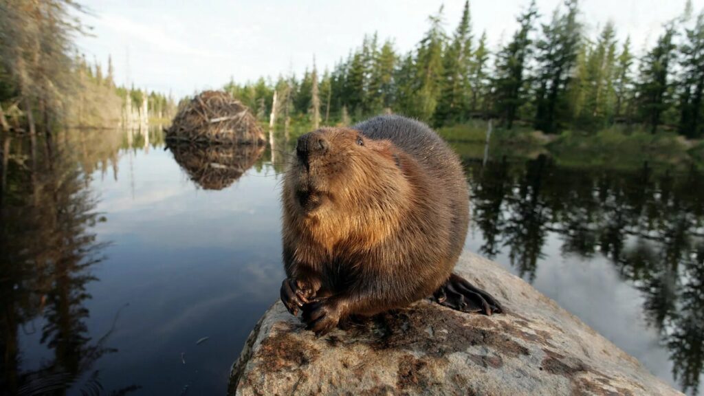 Extinct Giant Beaver