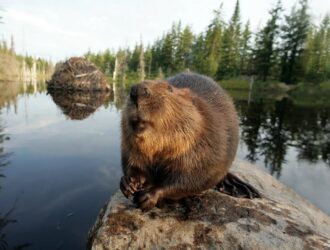 Extinct Giant Beaver