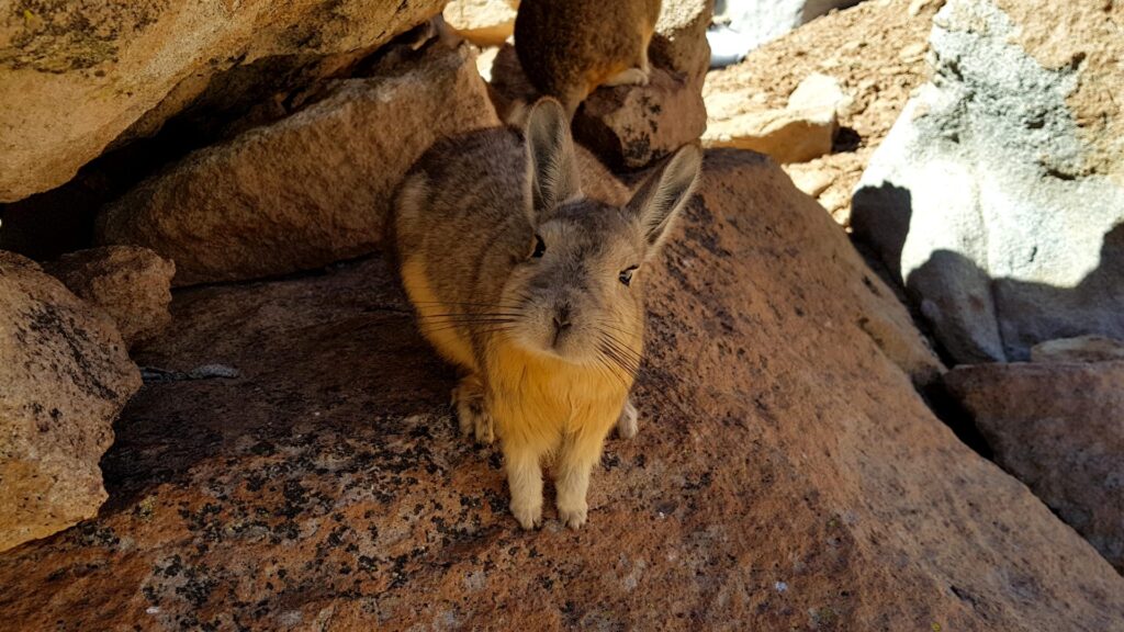 Viscacha Argentina