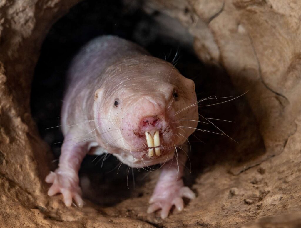 Naked Mole Rats