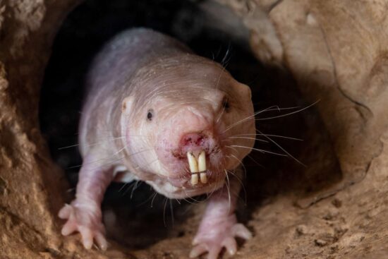 Naked Mole Rats