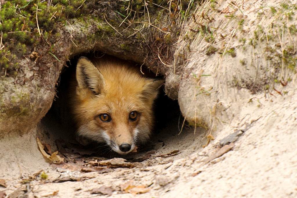 Foxes Den