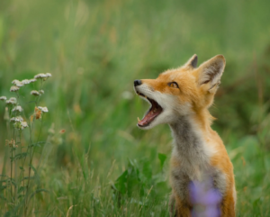 Foxes Talking