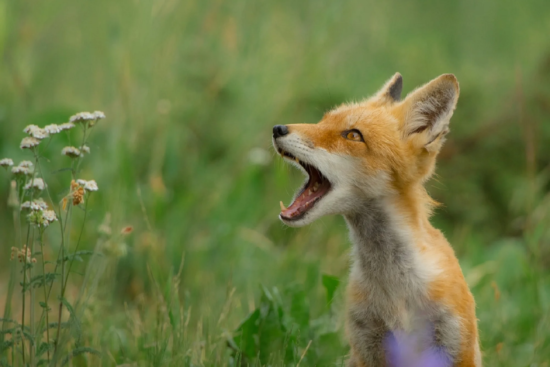 Foxes Talking